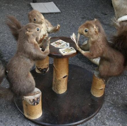 squirrels playing cards